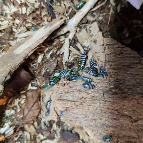 Armadillidium maculatum 