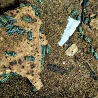 Armadillidium maculatum 