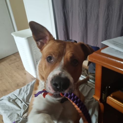 Chien très gentil à donner #1