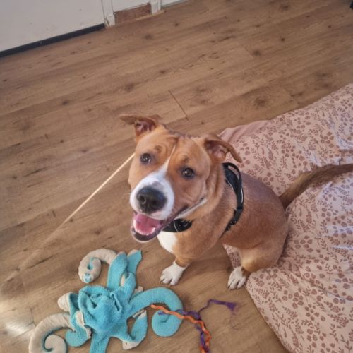 Chien très gentil à donner #3