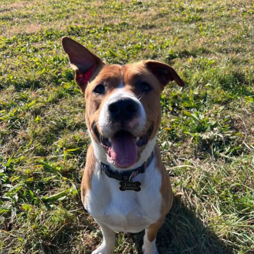 Chien très gentil à donner #0