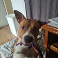 Chien très gentil à donner #1