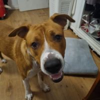 Chien très gentil à donner #2