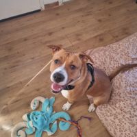 Chien très gentil à donner #3