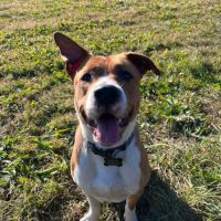 Chien très gentil à donner