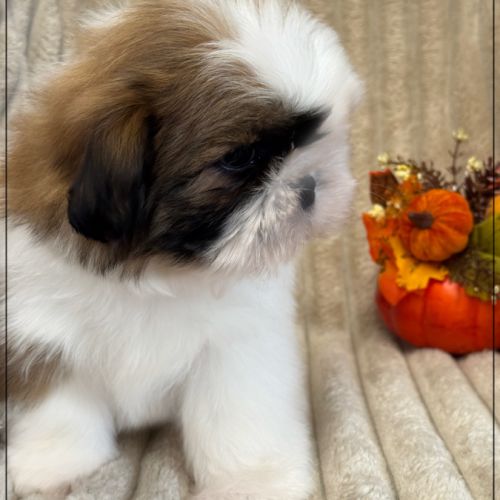 Disponible, auguste mâle shih tzu 2 mois lof #2