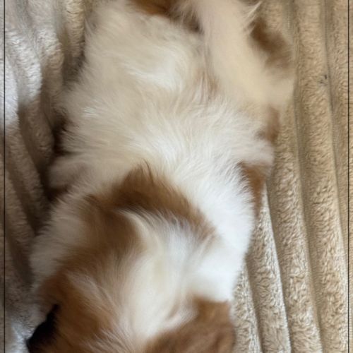 Disponible, auguste mâle shih tzu 2 mois lof #5