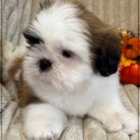 Disponible, auguste mâle shih tzu 2 mois lof