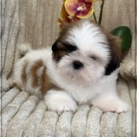 Disponible, auguste mâle shih tzu 2 mois lof #3