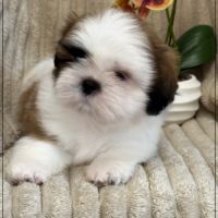 Disponible, auguste mâle shih tzu 2 mois lof #4