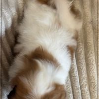 Disponible, auguste mâle shih tzu 2 mois lof #5