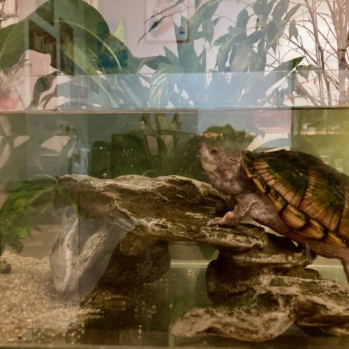 Tortue d’eau douce de 6 ans en pleine santé