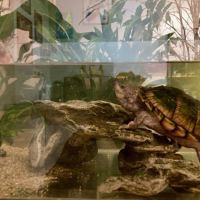 Tortue d’eau douce de 6 ans en pleine santé