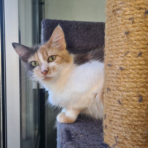 Anne-marie : adorable minette #2