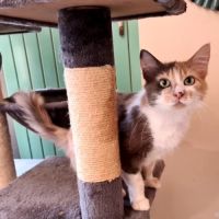 Anne-marie : adorable minette #1