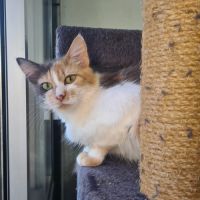 Anne-marie : adorable minette #2