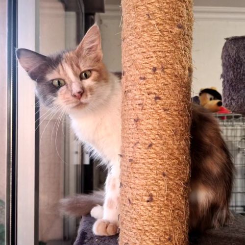 Adorable minette : anne marie #3