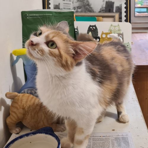 Adorable minette : anne marie