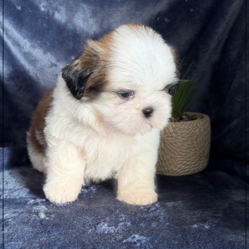 A réserver, arthur mâle shih tzu lof #1