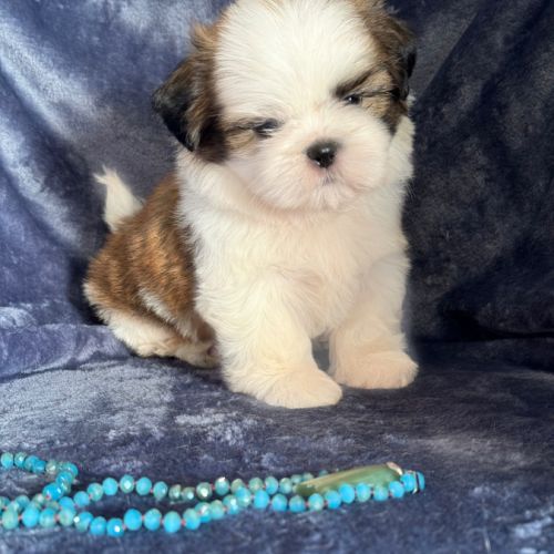 A réserver, arthur mâle shih tzu lof #3