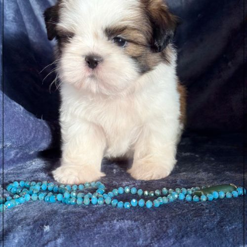 A réserver, arthur mâle shih tzu lof #0