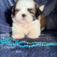 A réserver, arthur mâle shih tzu lof #2