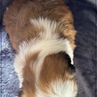 A réserver, arthur mâle shih tzu lof #5