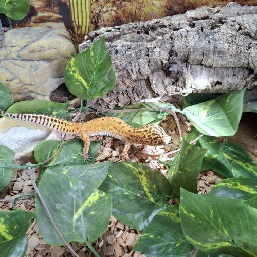 Terrarium complet + gecko #3