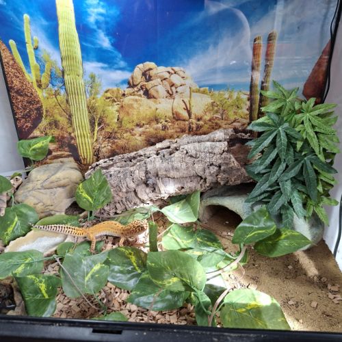 Terrarium complet + gecko #4