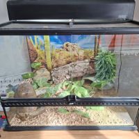 Terrarium complet + gecko #0