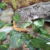 Terrarium complet + gecko #2