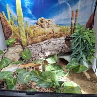 Terrarium complet + gecko #4