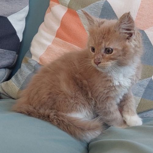 Chaton femelle maine coon loof #2