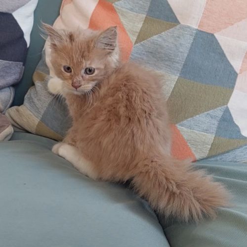 Chaton femelle maine coon loof #4