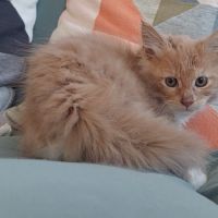 Chaton femelle maine coon loof #0