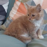 Chaton femelle maine coon loof #2
