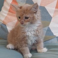 Chaton femelle maine coon loof #3