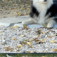 Pomsky f3