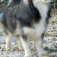 Pomsky f3 #2
