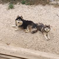 Pomsky f3 #3