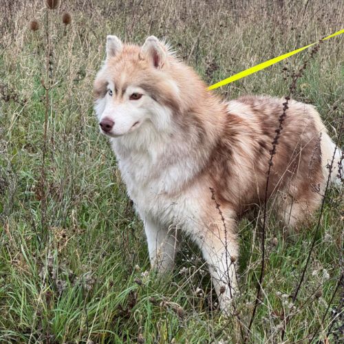 Ice, jeune mâle husky lof #1