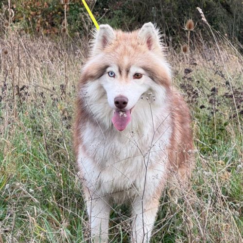 Ice, jeune mâle husky lof #0