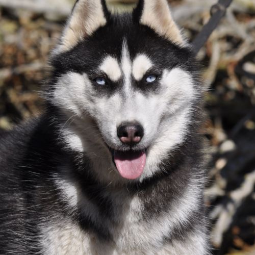 Ice, jeune mâle husky lof #4