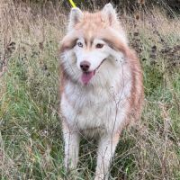 Ice, jeune mâle husky lof #2