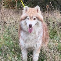 Ice, jeune mâle husky lof