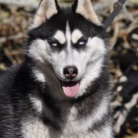 Ice, jeune mâle husky lof #4