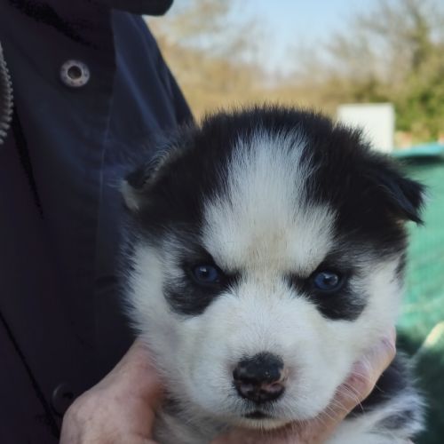 Chiot husky