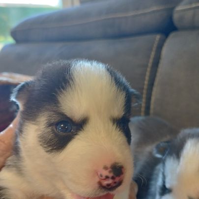 Chiot husky
