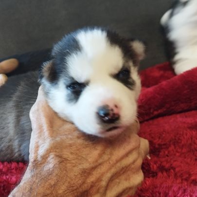Chiot husky #4
