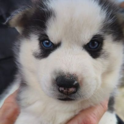 Chiot husky